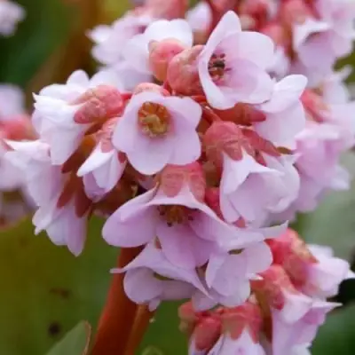 Бадан БЭБИ ДОЛЛ в Гомеле