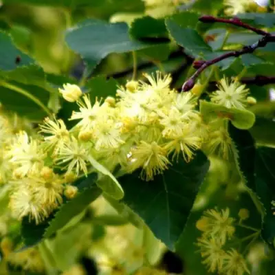 Липа сердцевидная в Гомеле