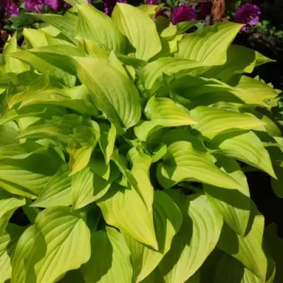 Хоста ХИДОН САНСЕТ в Гомеле