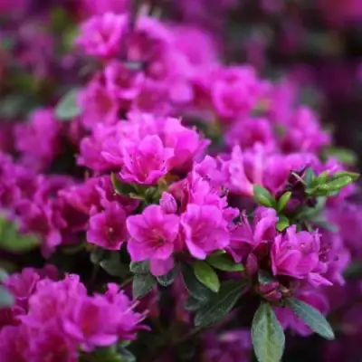 Азалия ГЕЙША ПЕРПЛ японская в Гомеле