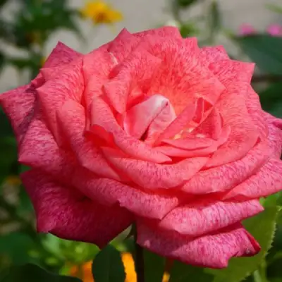 саженцы розы Пьер Карден