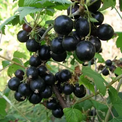 Смородина чёрная ШАРОВИДНАЯ в Гомеле