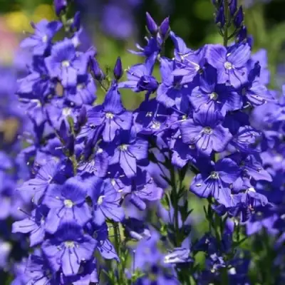 Вероника австрийская в Гомеле