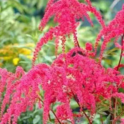 Астильба РЕД ЧАРМ Арендса в Гомеле