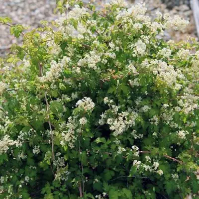 Стефанандра КРИСПА надрезаннолистная в Гомеле