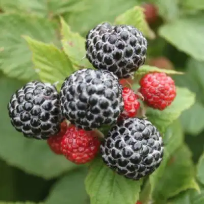 Малина ремонтантная Кумберленд