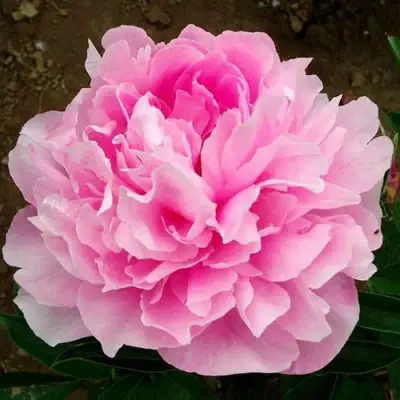 Пион ЛЕТЯЩИЙ ЖУРАВЛЬ травянистый в Гомеле