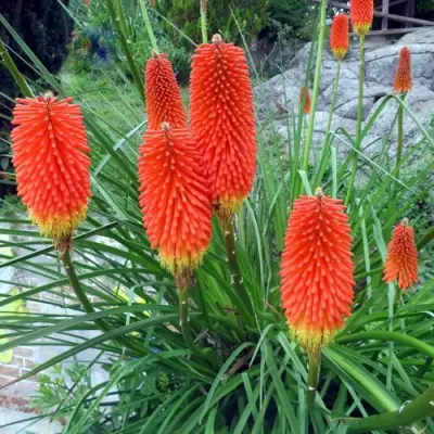 Книфофия БЕНГАЛ ФАЕР гибридная в Гомеле