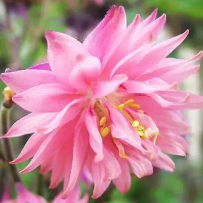 Аквилегия БАРЛОУ ПИНК гибрид МакКаны в Гомеле