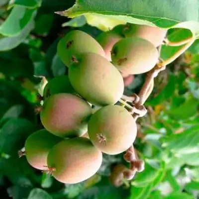 Актинидия ГИБРИДНАЯ КОЛБАСИНОЙ в Гомеле