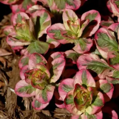 Вербейник АЛЕКСАНДР точечный в Гомеле