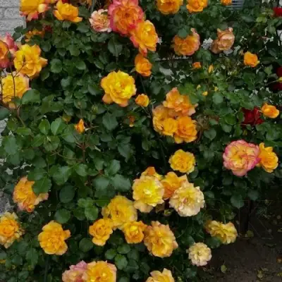 Роза САХАРА плетистая в Гомеле