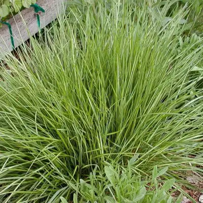 Вейник АВАЛАНШ остроцветковый в Гомеле