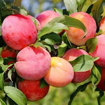 Слива ФАВОРИТЕ ДЕ СУЛТАНО в Гомеле