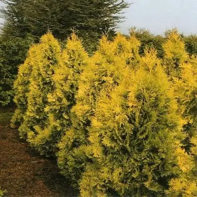 Туя ЕВРОПА ГОЛД западная в Гомеле