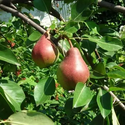 Груша РУМЯНАЯ КЕДРИНА в Гомеле
