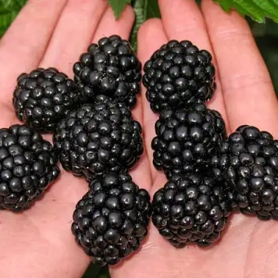 Ежевика ДЖАМБО бесшипная  в Гомеле