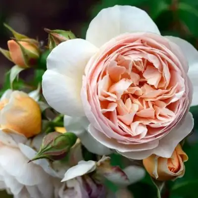 Роза ДЖУЛЬЕТТА английская в Гомеле