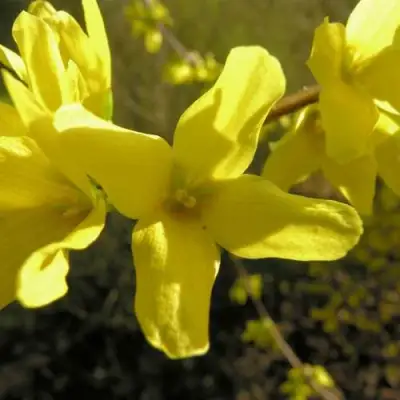 Форзиция ФОРЧУНА в Гомеле