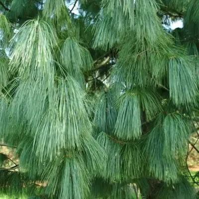 Сосна гриффита в Гомеле