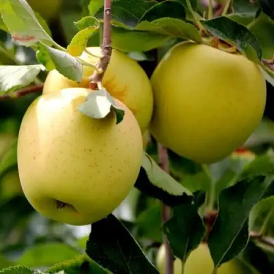 Яблоня ГОЛДЕН ВЛАДИМИРСКИЙ в Гомеле