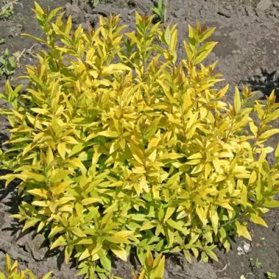 Бирючина АУРЕА обыкновенная в Гомеле