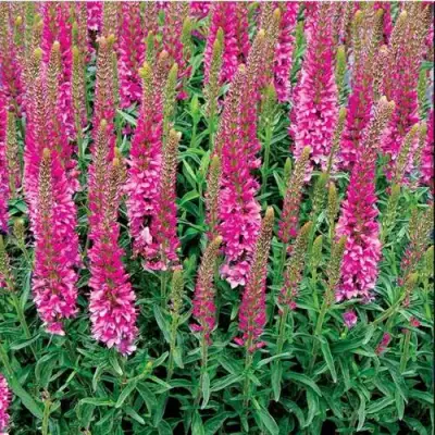 Вероника РОНИКА ФУКСИЯ в Гомеле