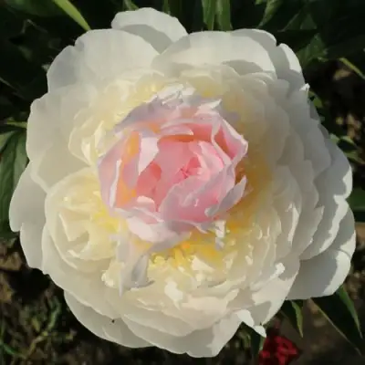 Пион БЛАШ КВИН травянистый в Гомеле