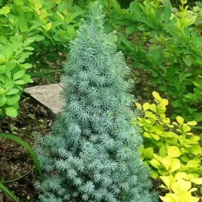 Ель КОНИКА сизая в Гомеле