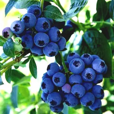 Голубика РЕКА в Гомеле