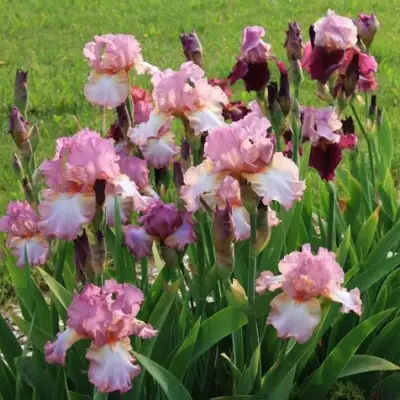 Ирис БЛАШИНГ ПИНК бородатый в Гомеле
