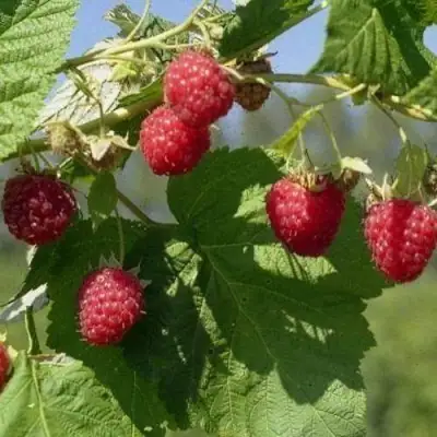 Малина КОЛОКОЛЬЧИК в Гомеле