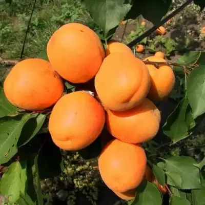 Абрикос ХАРГРАНД в Гомеле