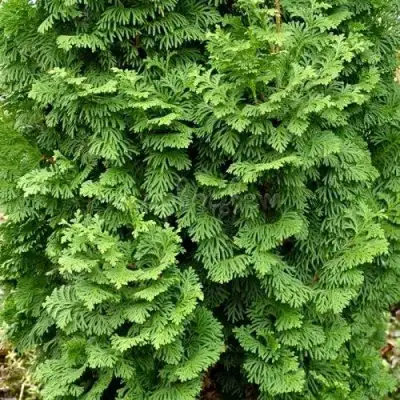 Туя СПИРАЛИС МИНИ западная в Гомеле