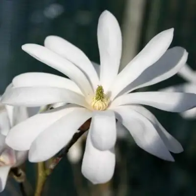 Магнолия РОЯЛ СТАР в Гомеле