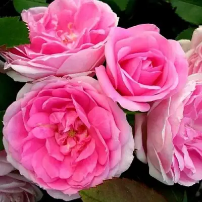 саженцы розы Прейри Джой