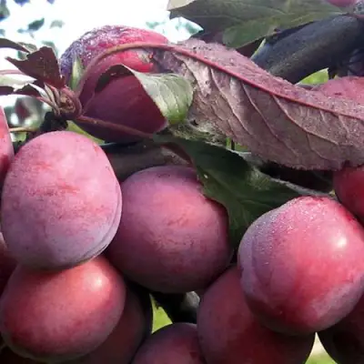 Слива ПАННА в Гомеле