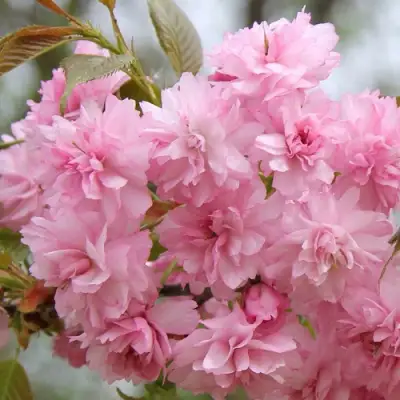 Сакура РОЗЕА ПЛЕНА в Гомеле