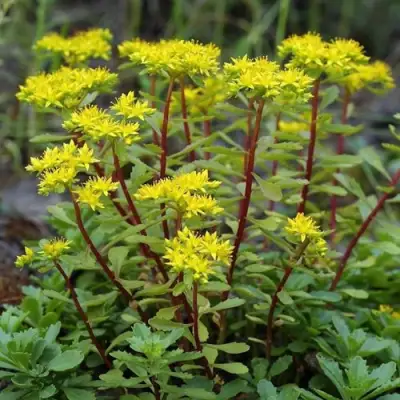 Очиток (седум) ИММЕРГРЮНХЕН в Гомеле