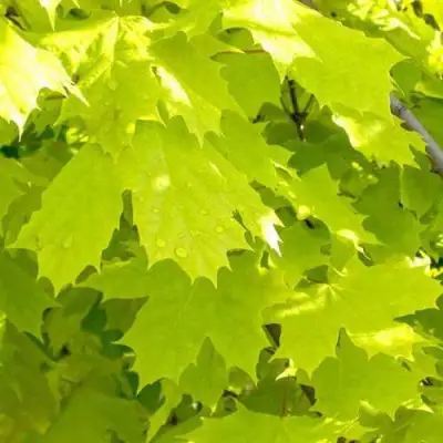 Клен ПРИНСЕТОН ГОЛД остролистный в Гомеле