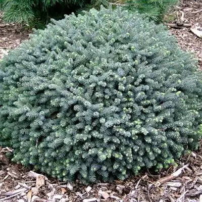 Ель ЭХИНИФОРМИС сизая в Гомеле