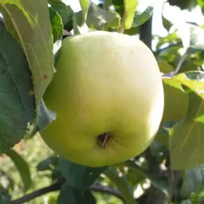 Яблоня АНТОНОВКА ОБЫКНОВЕННАЯ в Гомеле