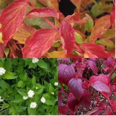 Комплект СЕВЕРНОЕ СИЯНИЕ в Гомеле