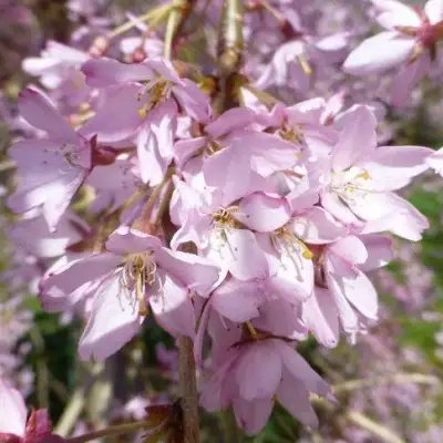 Сакура ПЕНДУЛА РУБРА в Гомеле