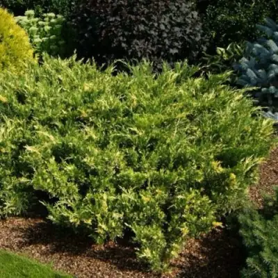 Можжевельник ВАРИЕГАТА казацкий  в Гомеле