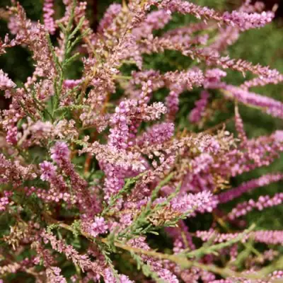 Тамарикс ПИНК КАСКАД в Гомеле