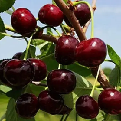 Вишня РОВЕСНИЦА в Гомеле