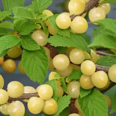 Вишня СНЕВИТ войлочная в Гомеле