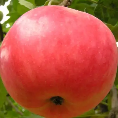 Яблоня СУЙСЛЕПСКОЕ (МАЛИНОВКА) в Гомеле