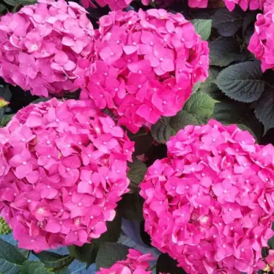 Гортензия ЭНДЛЕСС САММЕР ЛАВ крупнолистная в Гомеле